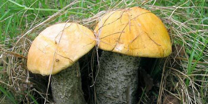 Подосиновик – описание, виды, где растет, ложный гриб, фото