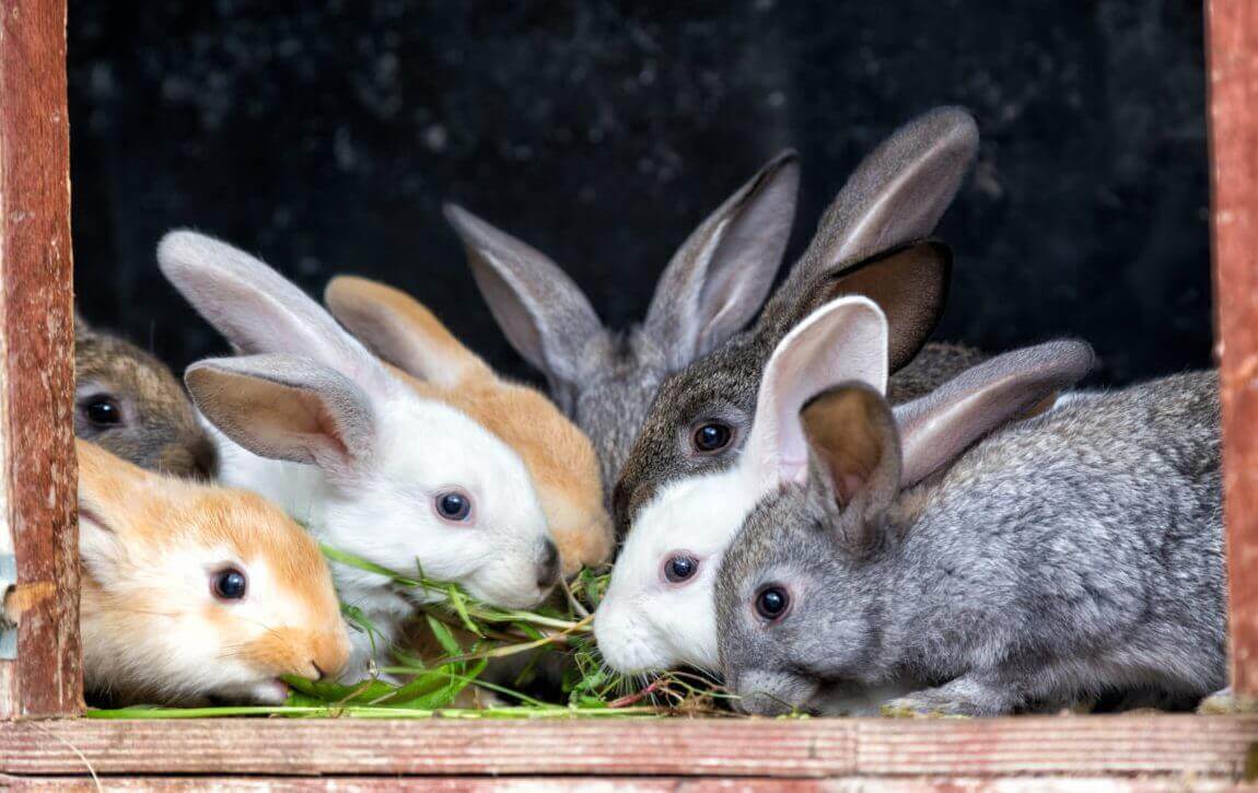 Навоз кроликов как удобрение: все о его применении в огороде