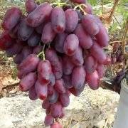 Виноград дюжина: описание сорта, фото и отзывы садоводов