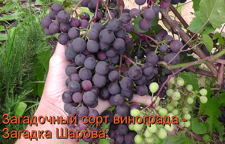 Виноград загадка шарова описание сорта, выращивание и отзывы
