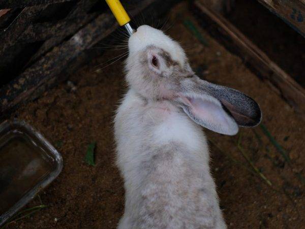 Ниппельные поилки для кроликов