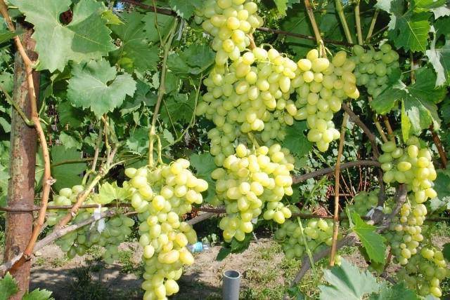 Сорт винограда надежда аксайская: правила ухода