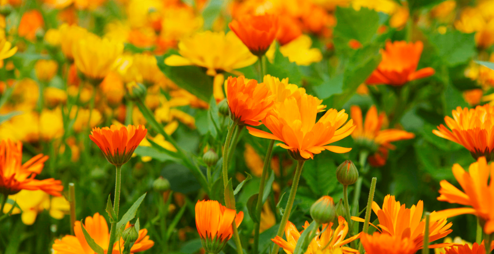 Цветы календула: посадка и уход в открытом грунте, выращивание из семян