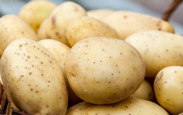Описание картофеля лидер: характеристика сорта, отзывы, вкусовые качества