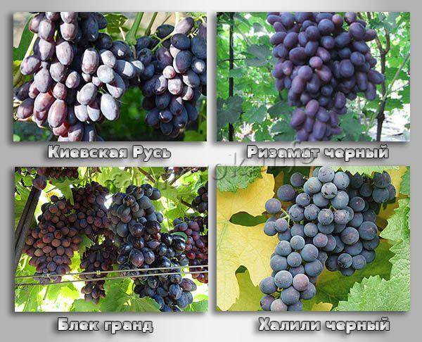 Вред и польза черного винограда для организма: полезные свойства и противопоказания