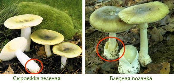 Как отличить бледную поганку от шампиньона: что общего, в чём разница, сравнение