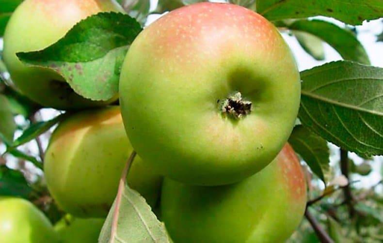10 самых вкусных сортов яблок на дегустационном марафоне на supersadovnik.ru