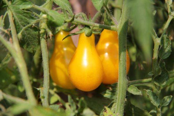Сорт томата медовая капля: описание, характеристика