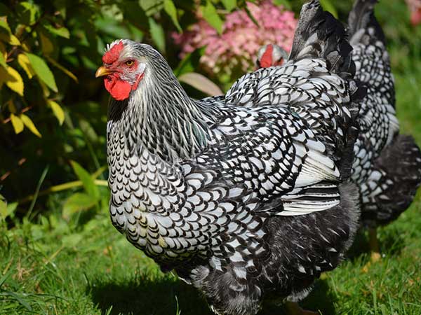 Порода кур виандот: продуктивность и описание, профилактика заболеваний, выращивание цыплят