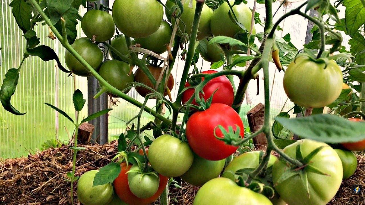 Томат «кострома». описание сорта f1: характеристика урожайности и агротехника посадки, ухода и выращивания помидора (фото)