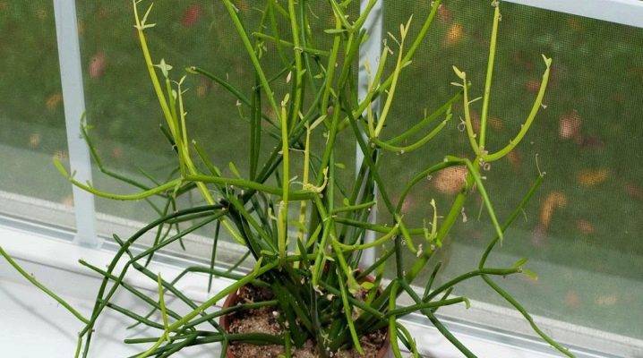 Молочай Тирукалли — неприхотливое растение