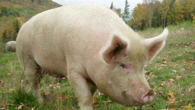 Как содержать свиноматку в домашних условиях: основы кормления и ухода за ней