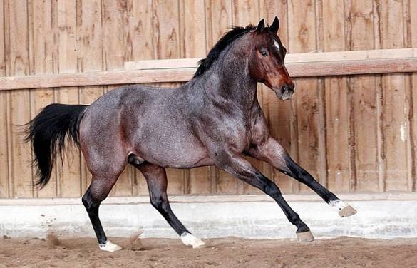 Буланый конь: масть и отметины лошадей, особенности характеристики, подмастки, история, фото