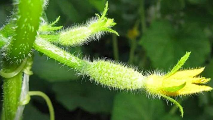 Почему не растут огурцы - секреты выращивания, подкормка и способы лечения огурцов (110 фото)