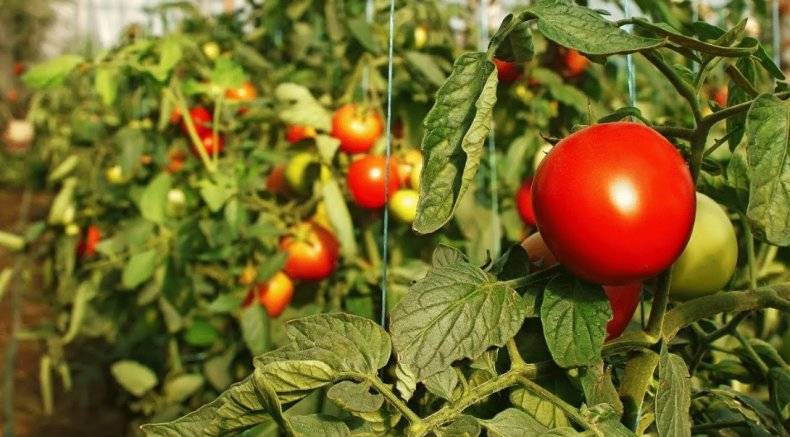 Подкормка помидоров во время цветения и плодоношения - средства и способы для получения богатого урожая