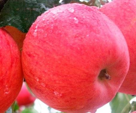 Яблоня фуджи: характеристики, достоинства и применение