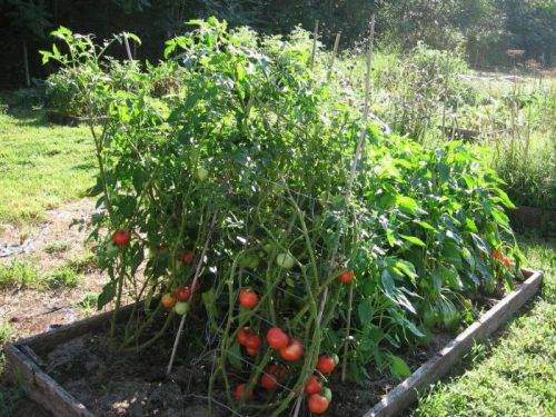 Гордость любой теплицы — томат розмарин f1: описание сорта и его характеристики, отзывы об урожайности куста