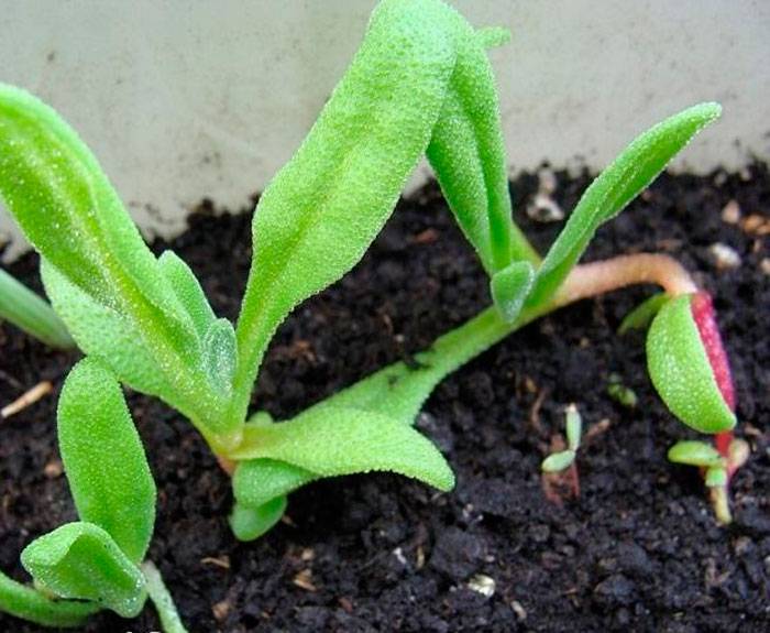 Как правильно выращивать дома мезембриантемум из семян?