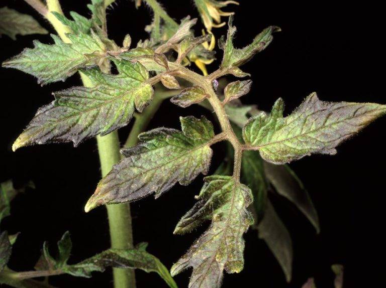 Фиолетовые листья у томатов: причины появления и способы лечения