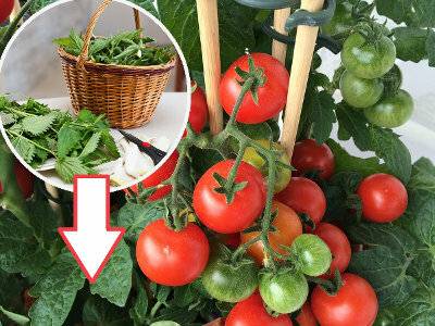 Удобрение из крапивы: способы приготовления, для каких растений применять