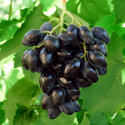 Виноград ромбик – дачные дела