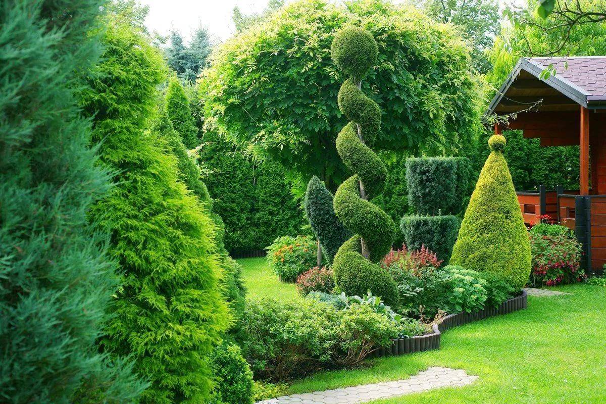 Хвойные кустарники для сада — названия декоративных кустарников