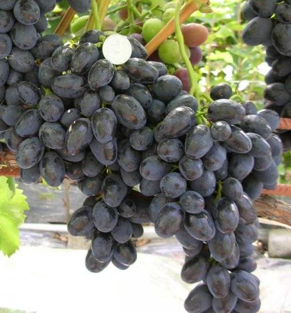 О винограде забава: описание и характеристики сорта, посадка и уход