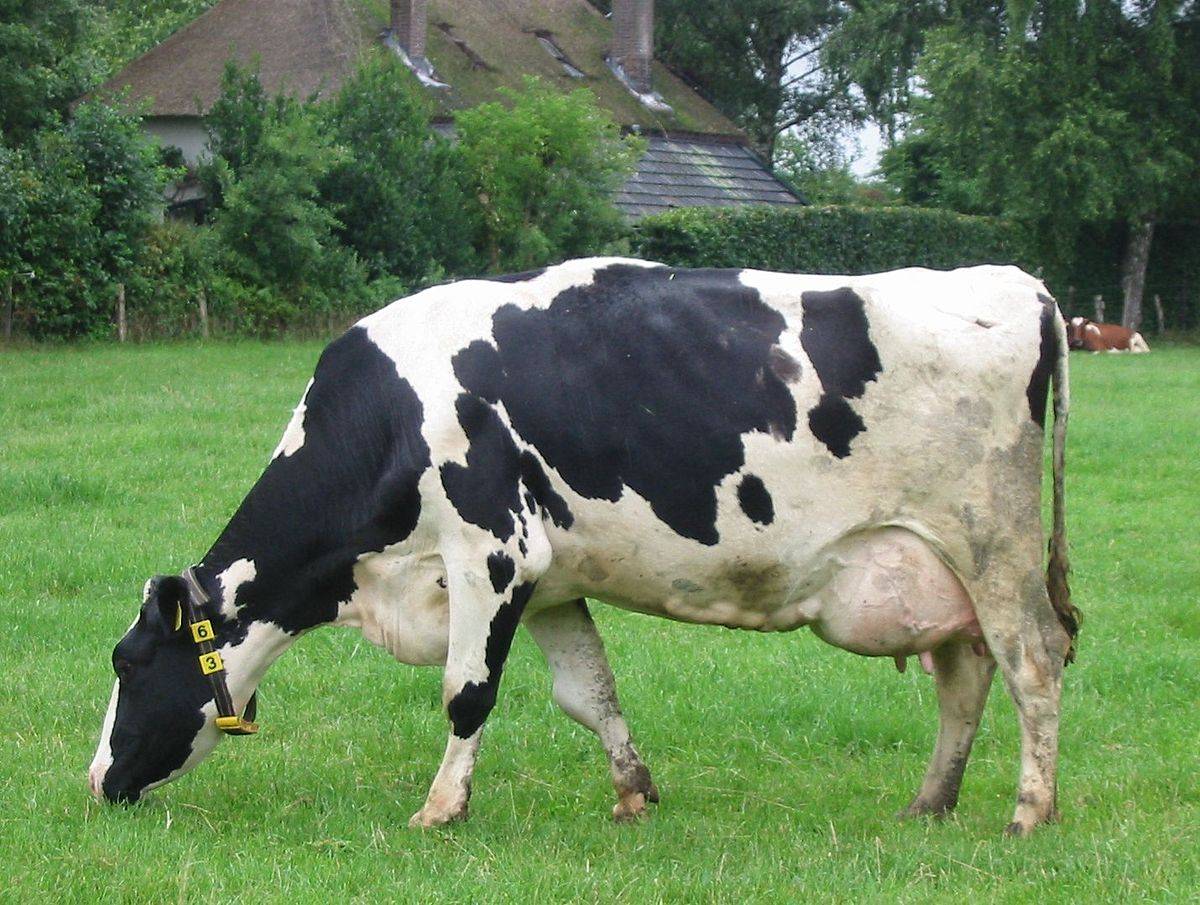 Шишки на теле у коровы: описание, лечение болезни