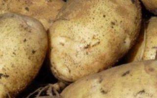 ᐉ сорта картофеля для северо-кавказского региона: список - roza-zanoza.ru