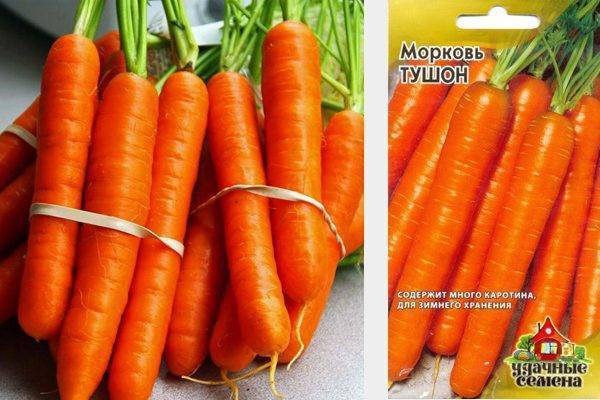 Морковь тушон: описание сорта, отличия, правила выращивания, болезни и вредители русский фермер