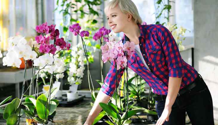 Инструкция, как пересадить цветущую орхидею в домашних условиях