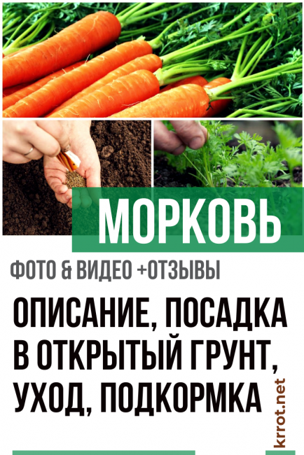 Посадка моркови: последний срок посева в открытый грунт в средней полосе и других местах, нюансы от а до я, в какие дни и можно ли летом в июне, когда лучше всего? русский фермер