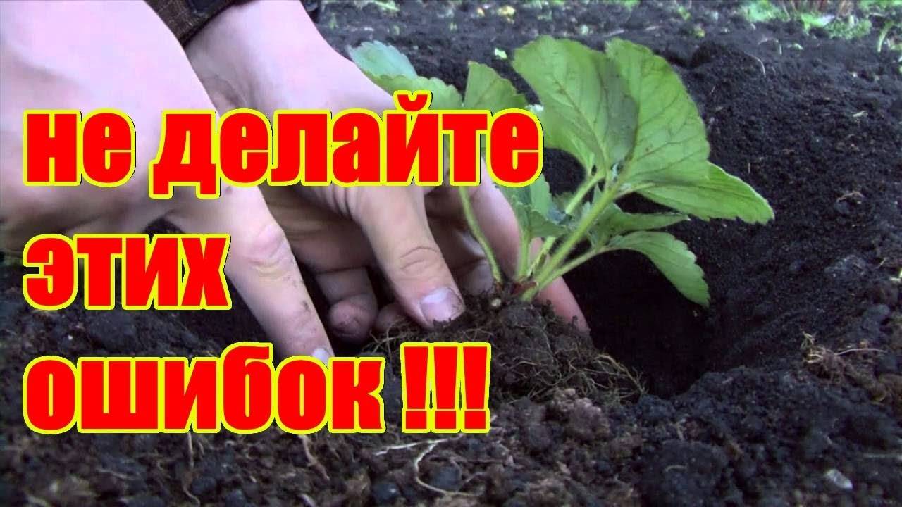 Как посадить клубнику осенью