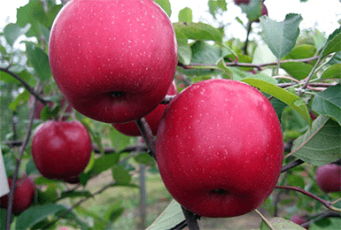 Описание сорта яблони «Орловим» с фото и отзывами