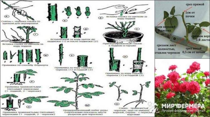 Черенкование роз осенью — способы размножения с пошаговыми инструкциями, фото и видео