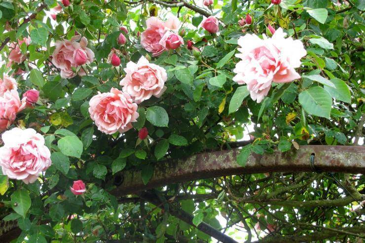 Как правильно укрывать розы на зиму? ⋆ «премьер агро» — агропромышленный журнал