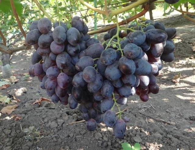 Виноград фурор: как вырастить сорт на даче + описание, фото, отзывы