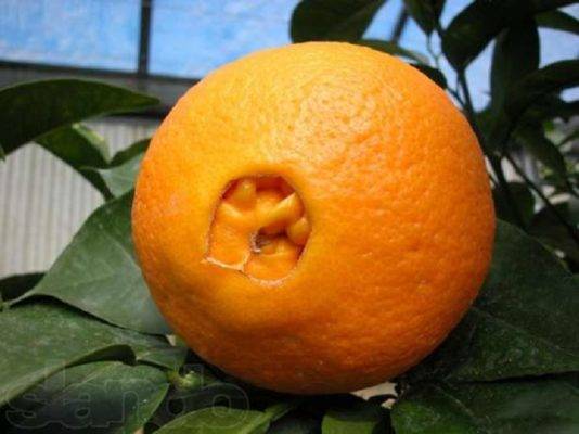 Апельсин: описание, посадка, размножение, уход (фото)+отзывы