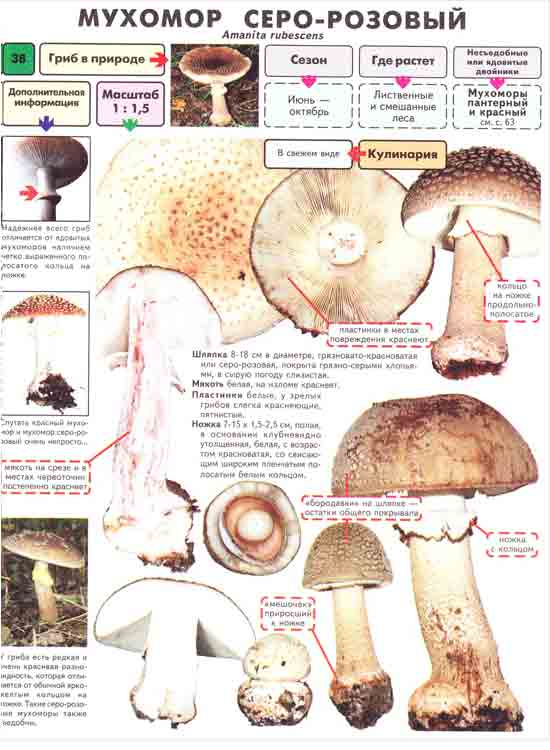 Королевский мухомор (описание и фото): гриб редкий и ядовитый