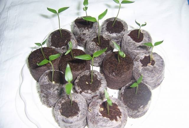 Выращивание рассады перца: посев, уход, пикировка