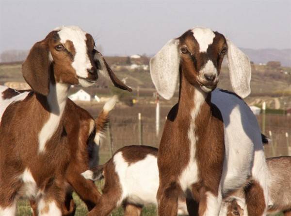 О нубийской козе: описание породы, содержание и уход, характеристика
