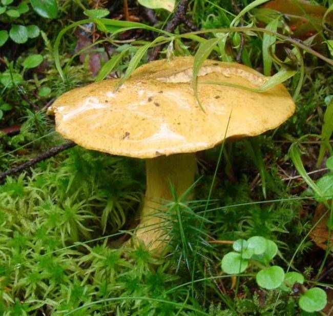 Моховик зеленый – не зеленый, а золотисто-коричневый гриб