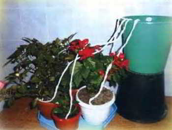 Система автополива комнатных растений: система капельного полива из капельницы