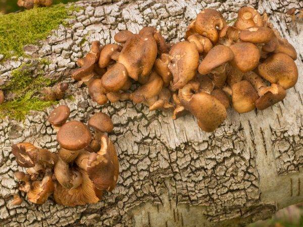 Разрушение древесины с признаками гриб