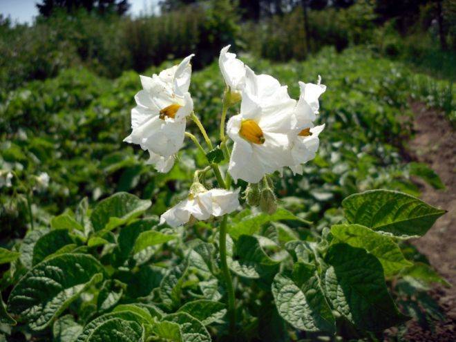 Почему не цветет картофель: причины и что делать, чтобы был хороший урожай