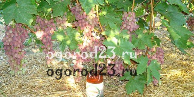 Виноград кишмиш лучистый: описание сорта, фото, отзывы, видео