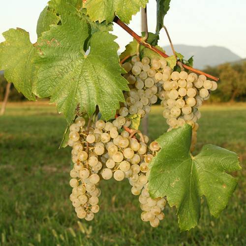 Сорт винограда бианка: характеристика, секреты выращивания