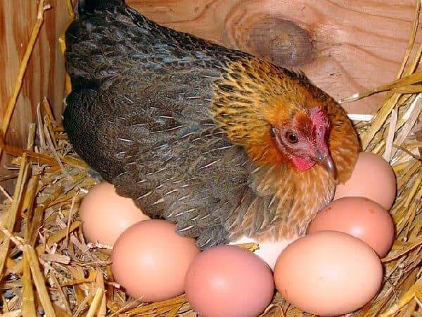 ✅ сколько дней и как курица наседка высиживает яйца (сроки высиживания) - tehnomir32.ru