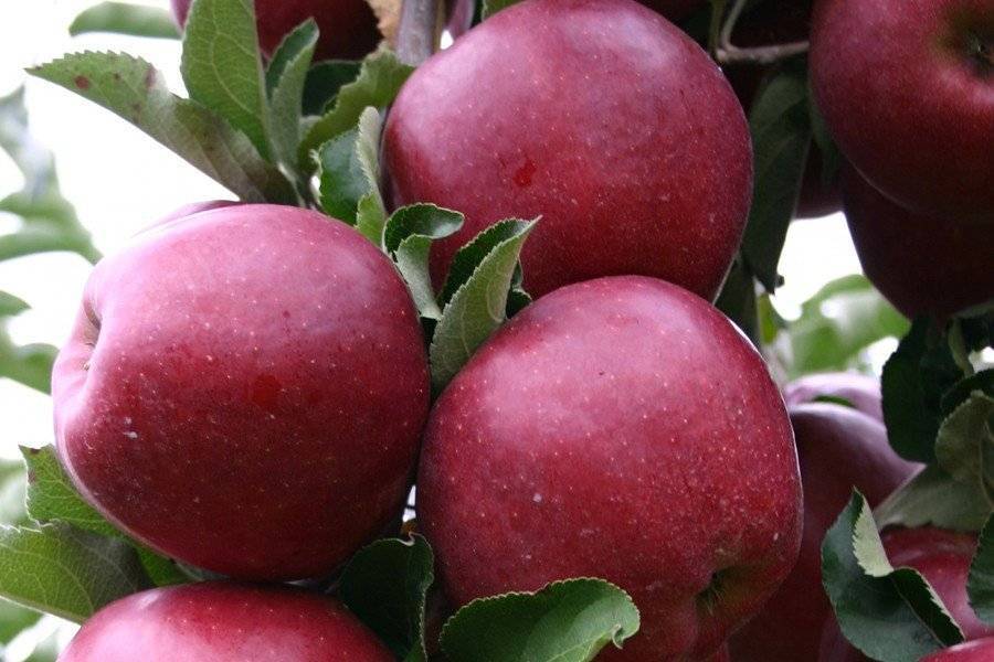 Бельгийские яблоки черный принц - дневник садовода parnikisemena.ru