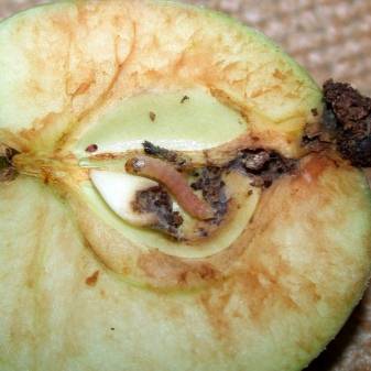 Методы борьбы с яблонной плодожоркой